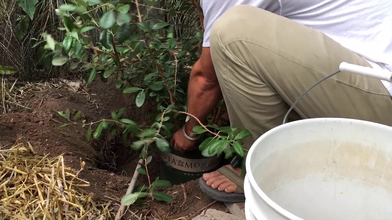 Planting Session PINEAPPLE GUAVA