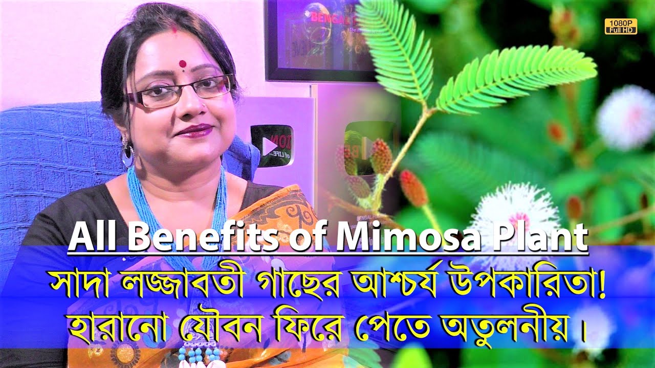 সাদা লজ্জাবতী গাছের নানা উপাকারিতা জেনে রাখুন। বিশেষ ভাবে হারানো যৌবন ফিরে পেতে অতুলনীয়। | EP 1168