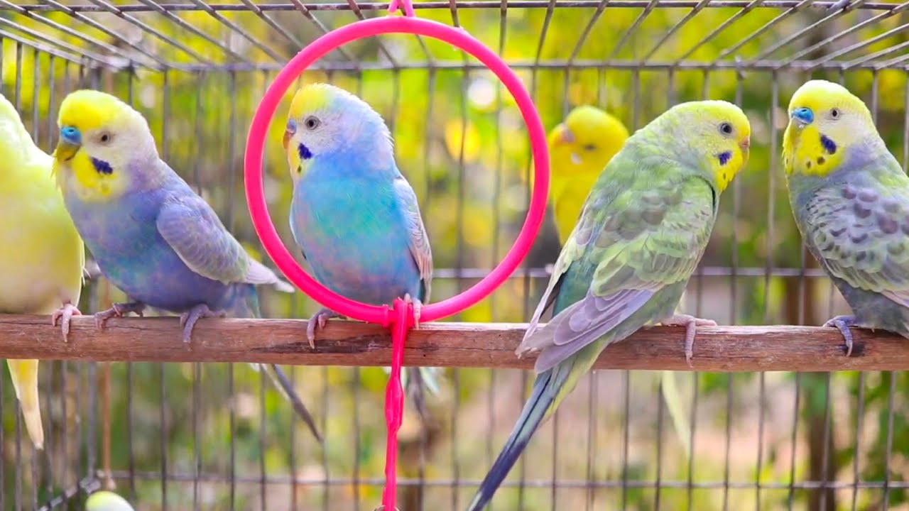 Cute Budgie Duo 🐤 Mango & Chutney Singing for 7 Hours