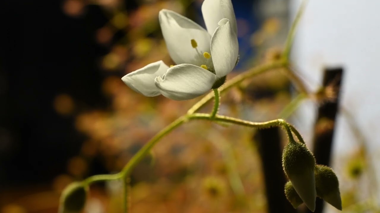 timelapse drosera macrantha flower opening