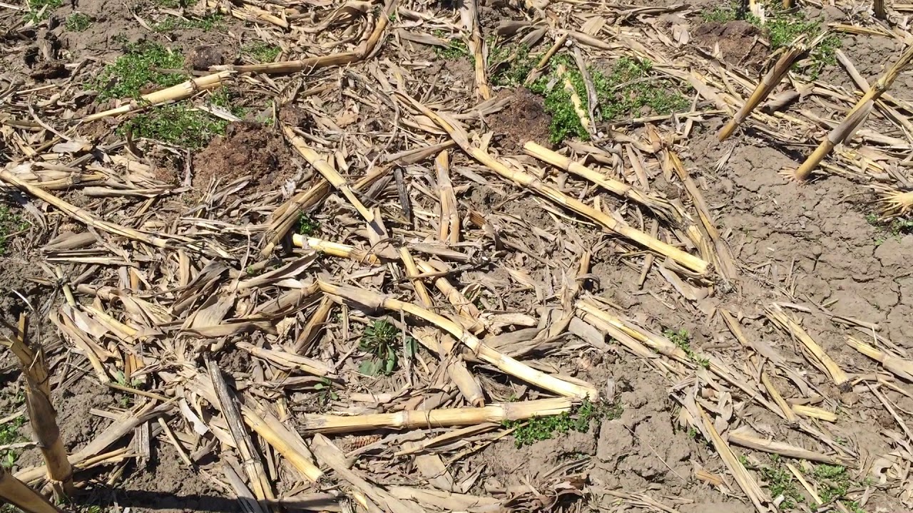 Discing Corn Stalks w/discussion