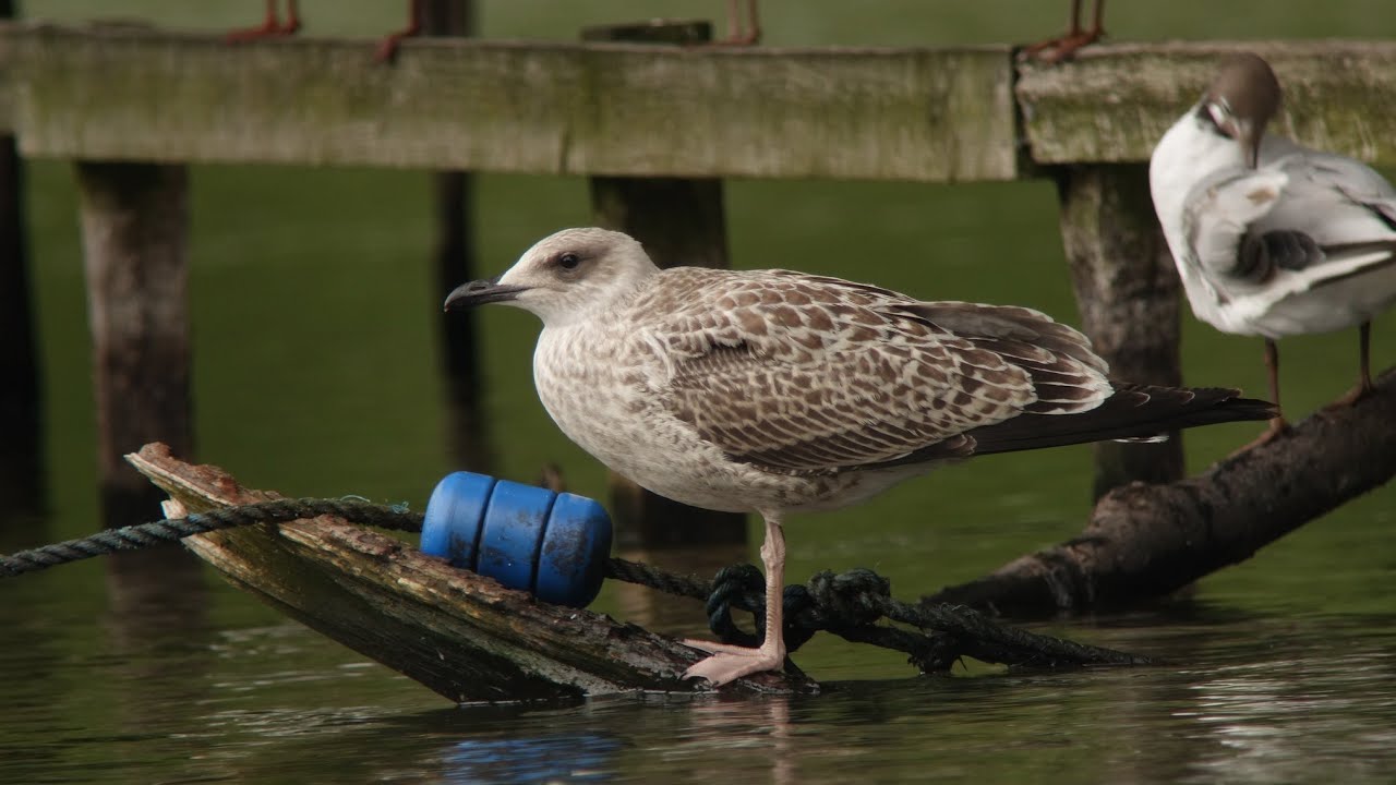 Yellow-legged Gull