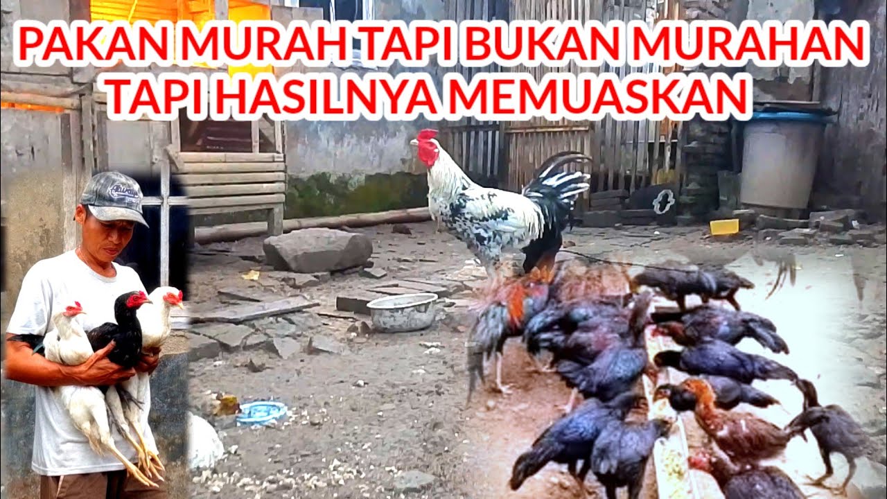 CARA MUDAH MEMBUAT PAKAN ALTERNATIF DENGAN BAHAN TANPA HARUS MENGELUARKAN BIAYA MAHAL 