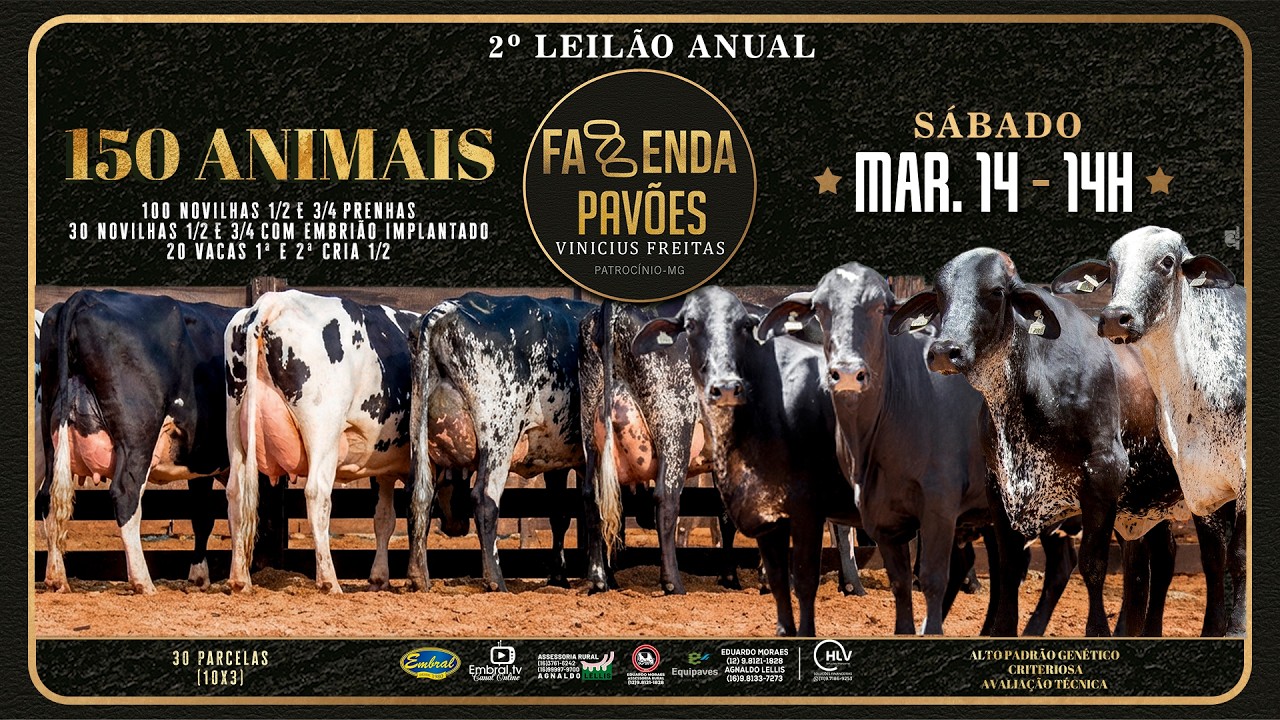 2º LEILÃO ANUAL FAZENDA PAVÕES | GADO GIROLANDO