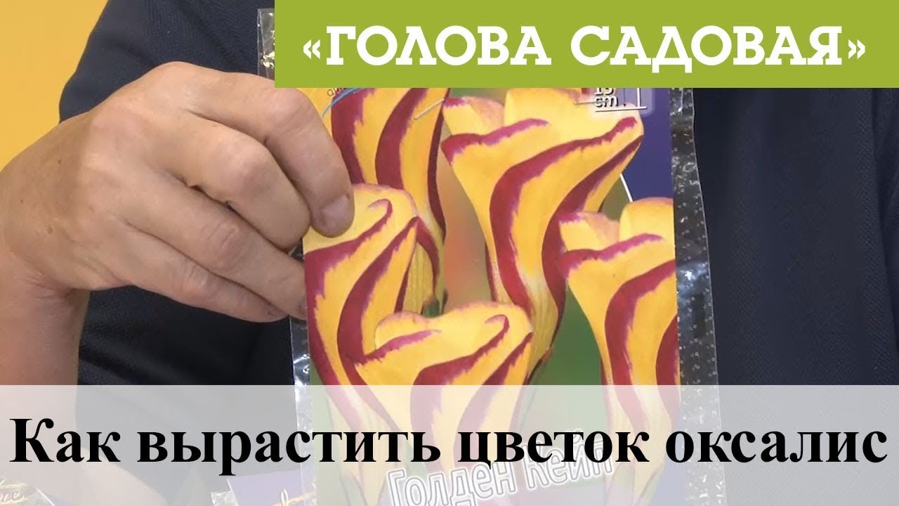 Голова садовая - Как вырастить цветок оксалис