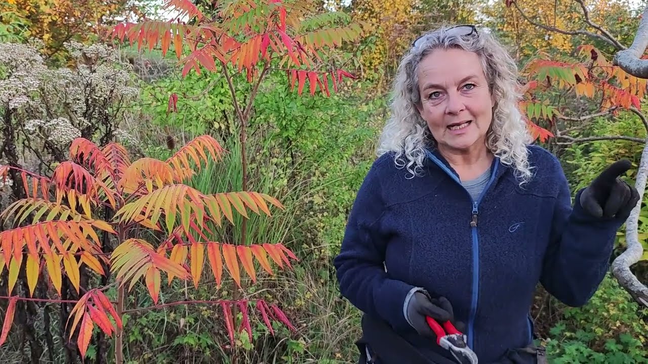 Maintenance Fall, Part 1 - Nordic Food Forest 9 Years Old - What Have I Learned SERIES