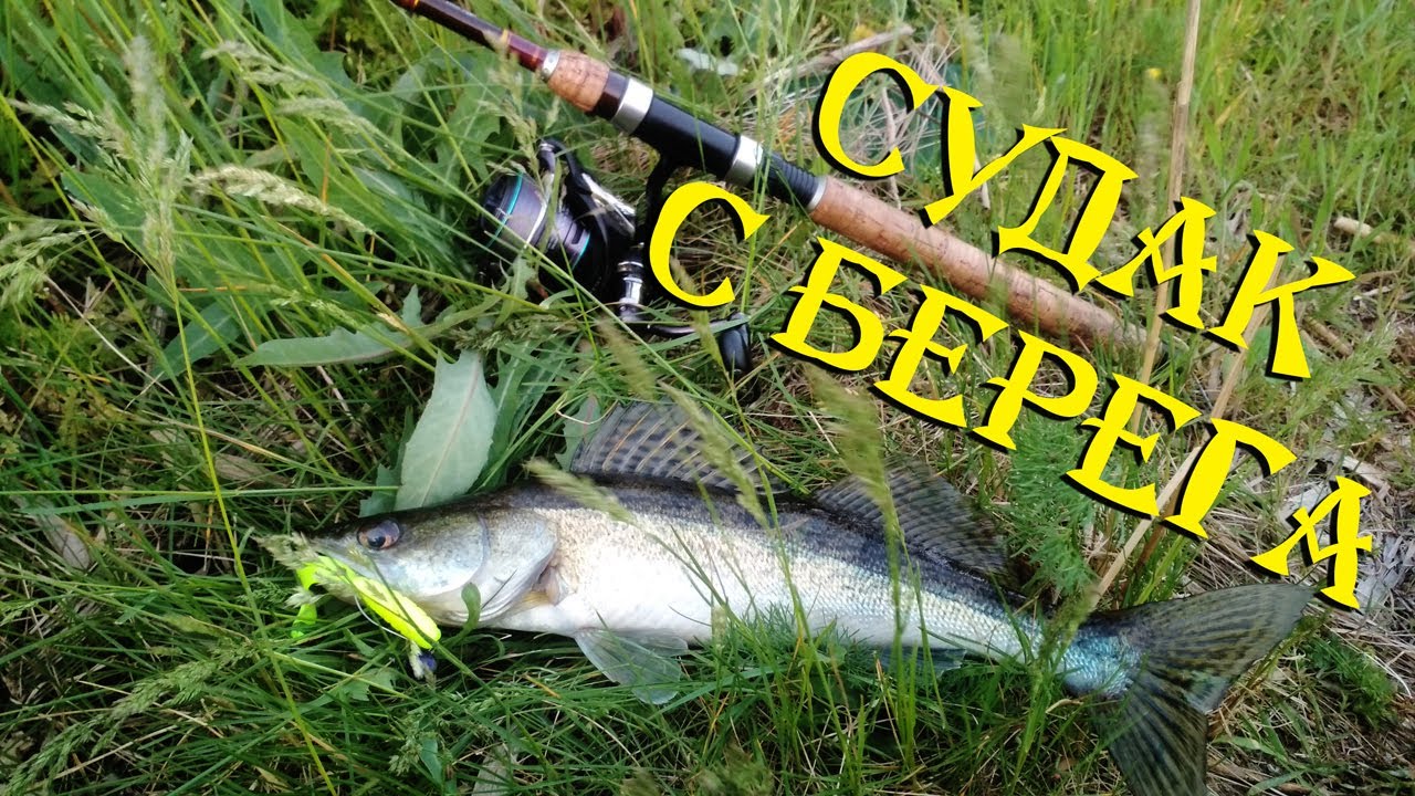 СУДАК И ОКУНЬ С БЕРЕГА! Ловля СУДАКА НА ДЖИГ!