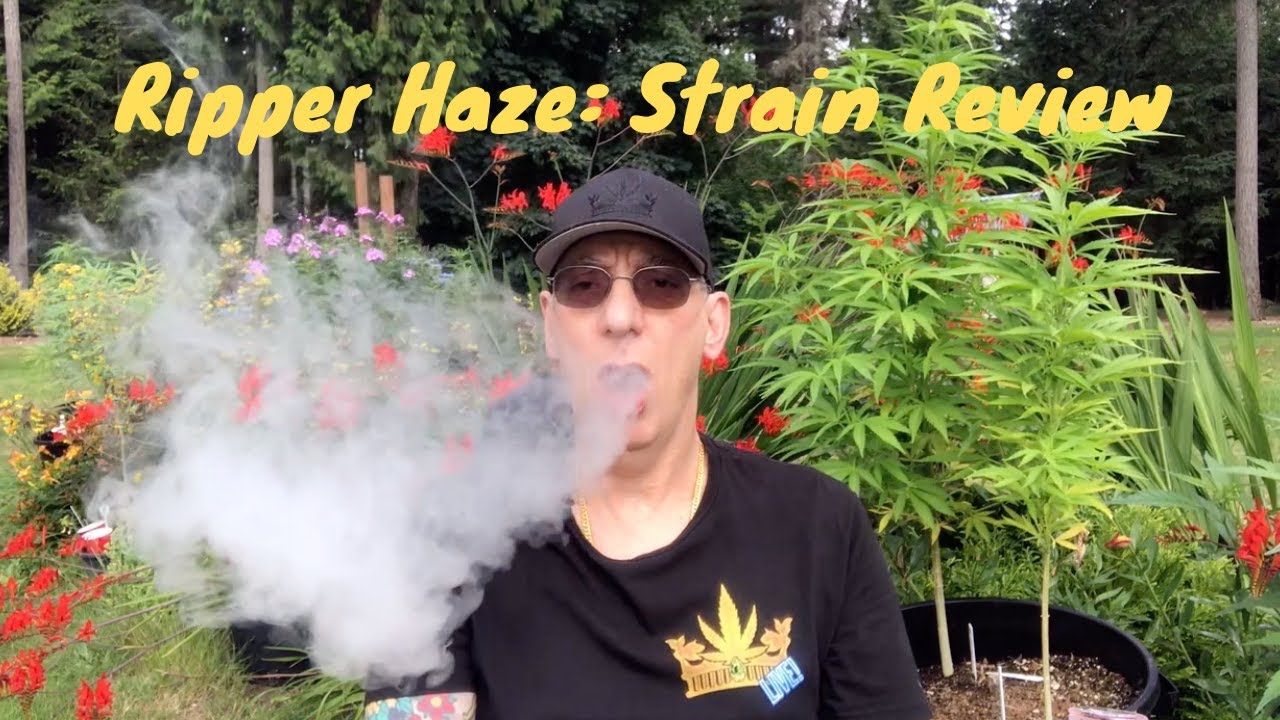 Ripper Haze Cannabis Strain Review