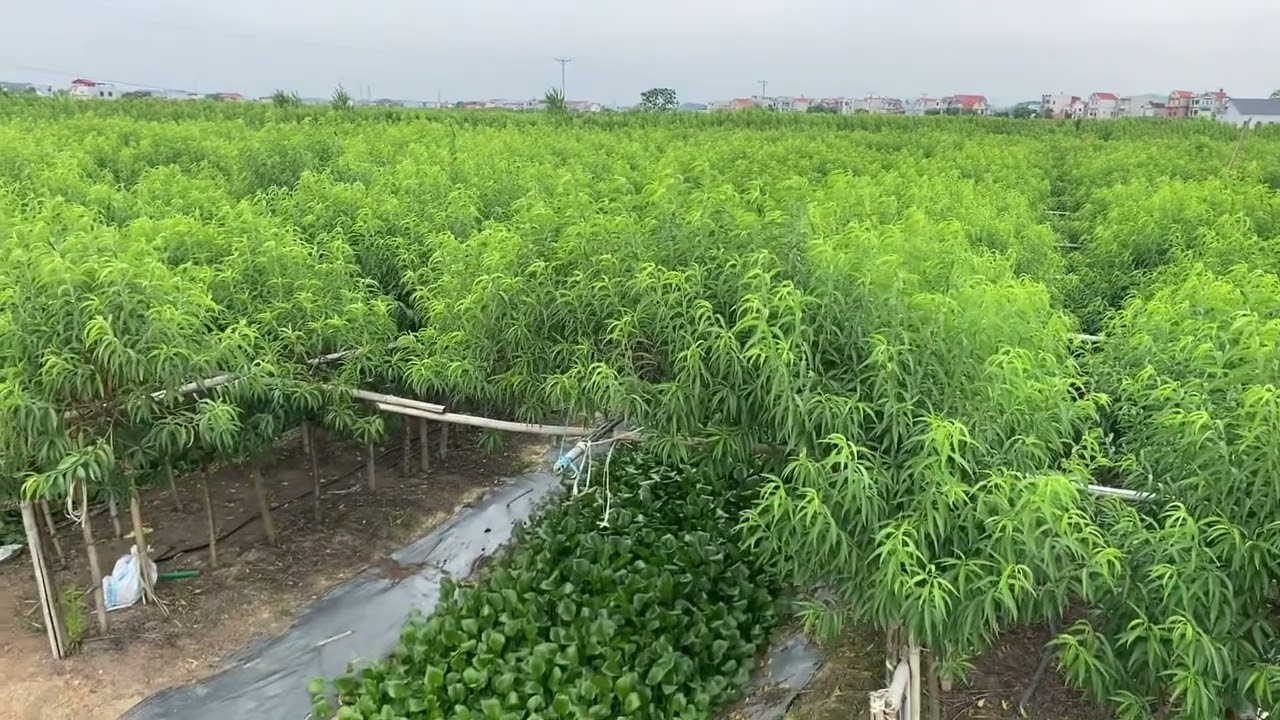 Một cánh đồng;cây đào huyền rộng lớn