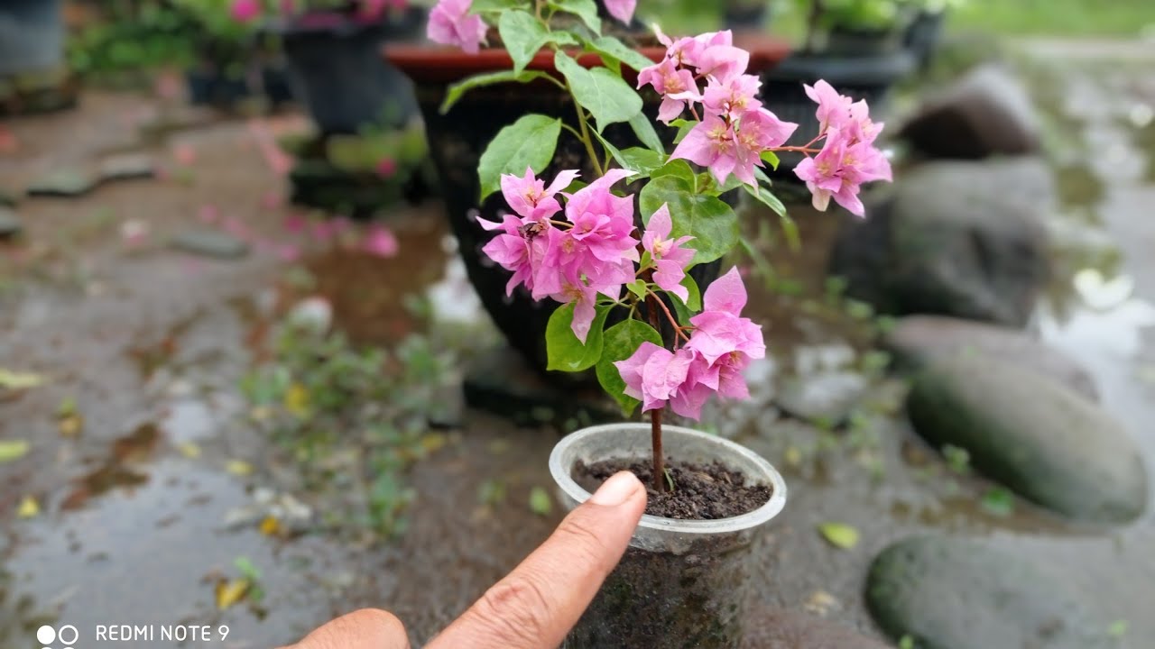 pakai cara ini stek ranting kecil bougenville cepat berbunga rimbun