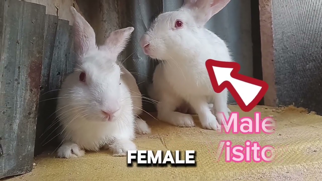 How to make your male rabbit active for breeding females