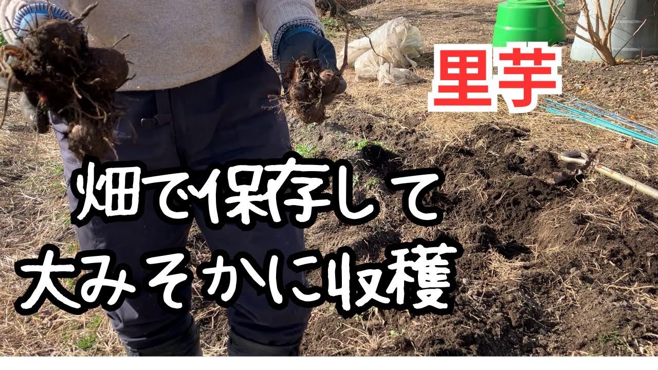 里芋を畑で保存して大みそかに収穫して分かったこと｜里芋の保存方法｜種芋作り｜少ない収穫量の反省