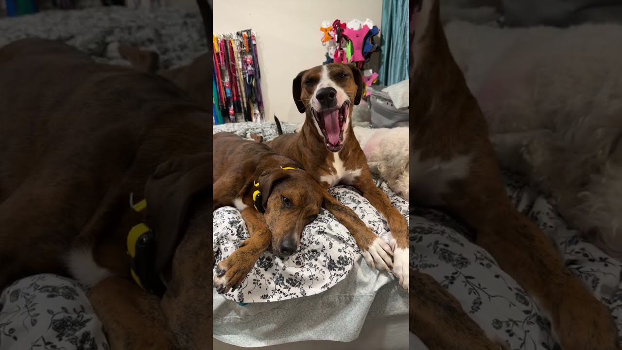 Dogs and I are saying hello to you