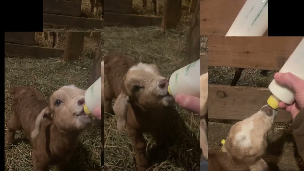 REJECTED! Mama goat rejected her baby😢
