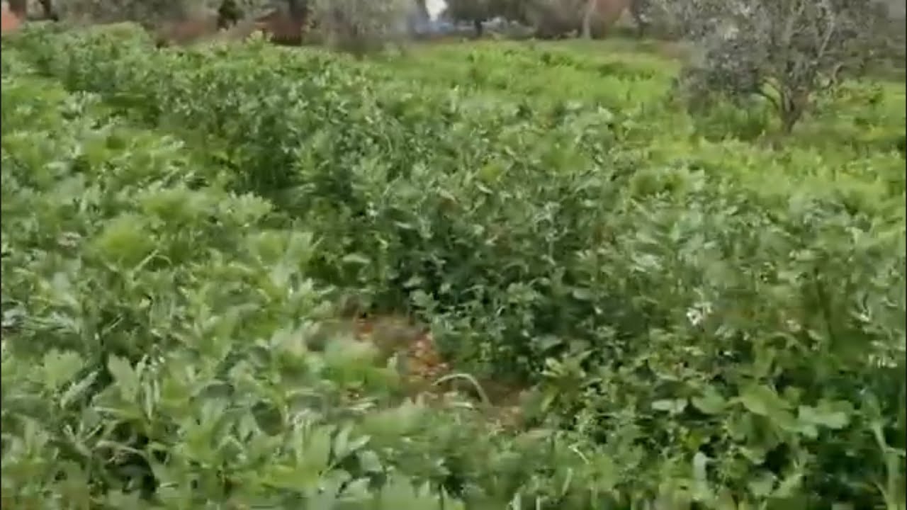 اجواء رائعة في العروبية 🌺