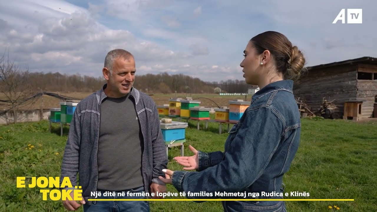 Një ditë në fermën e lopëve të families Mehmetaj nga Rudica e Klinës
