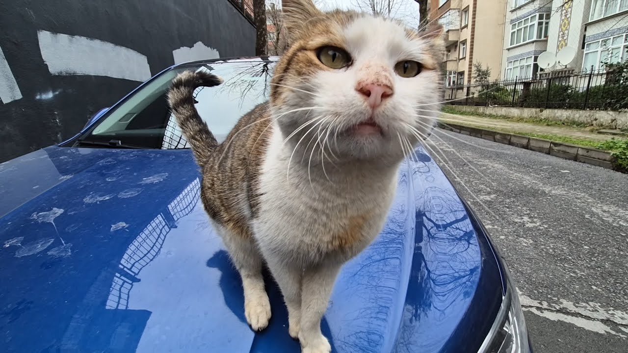 A Stray Cat Warming Up on a Car Hood in Cold Weather