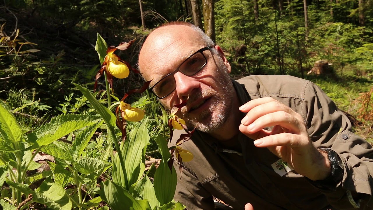 Frauenschuh (Cypripedium calceolus)
