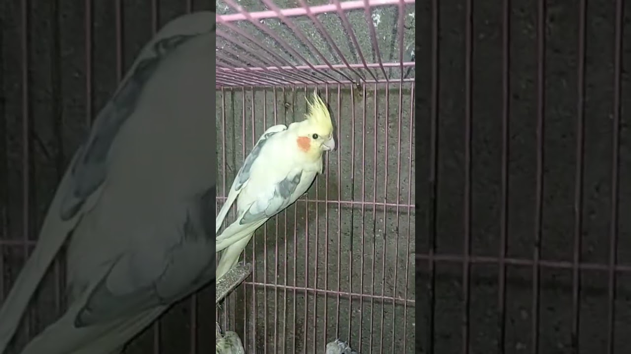عصفور الحب كوكتيل وطفاراته ماشاء الله تبارك الله