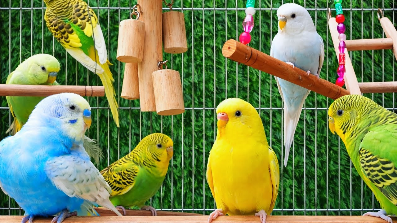 Happy Budgies Playing Together 🐦 | 9 Hours Colorful Parakeets for Relaxation & Stress Relief