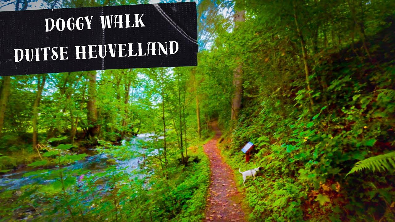 Doggy Walk | Een Ontspannende wandeling door heuvels en bossen in Sauerland | 27 min.