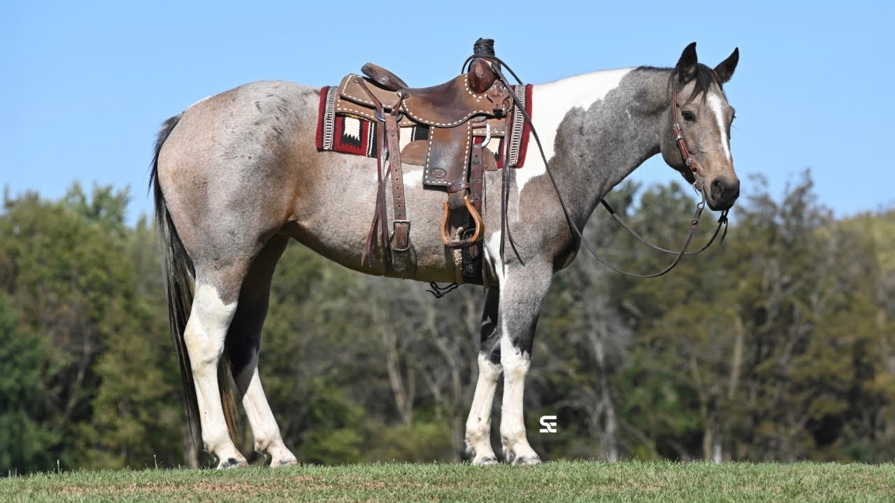 Calypso