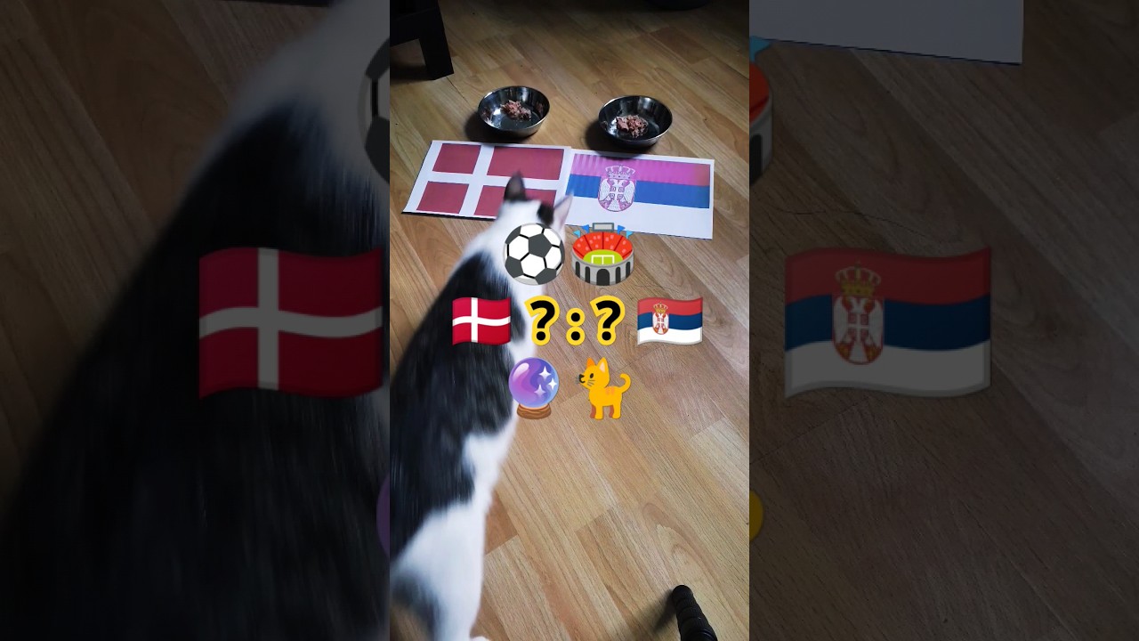 🇩🇰 Denmark vs Serbia 🇷🇸 who will win? Cat Oracle predicts match result. UEFA Euro 2024