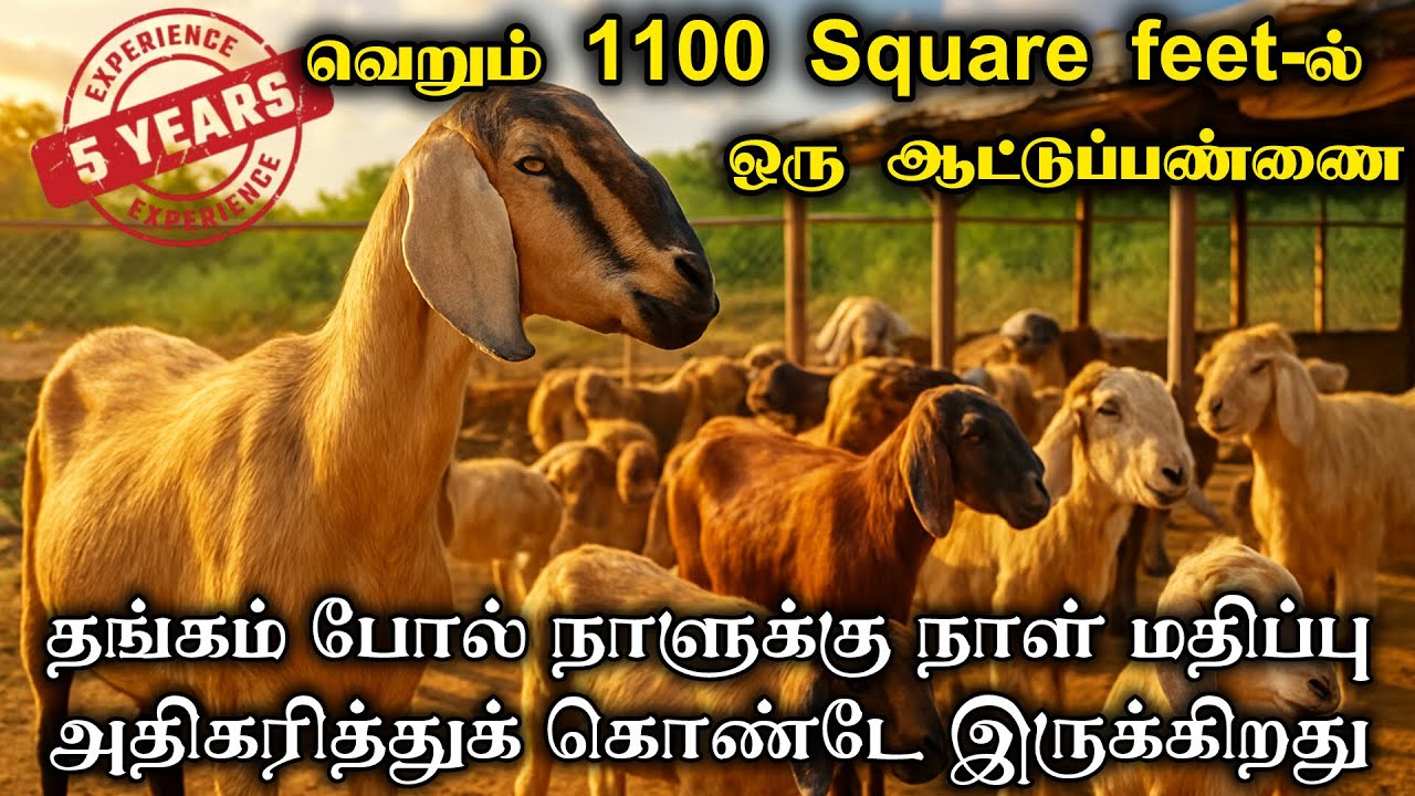 வெறும் 1100 Square feet-ல் ஒரு ஆட்டுப்பண்ணை | vivasaya nanban | goat farming | green farm salem