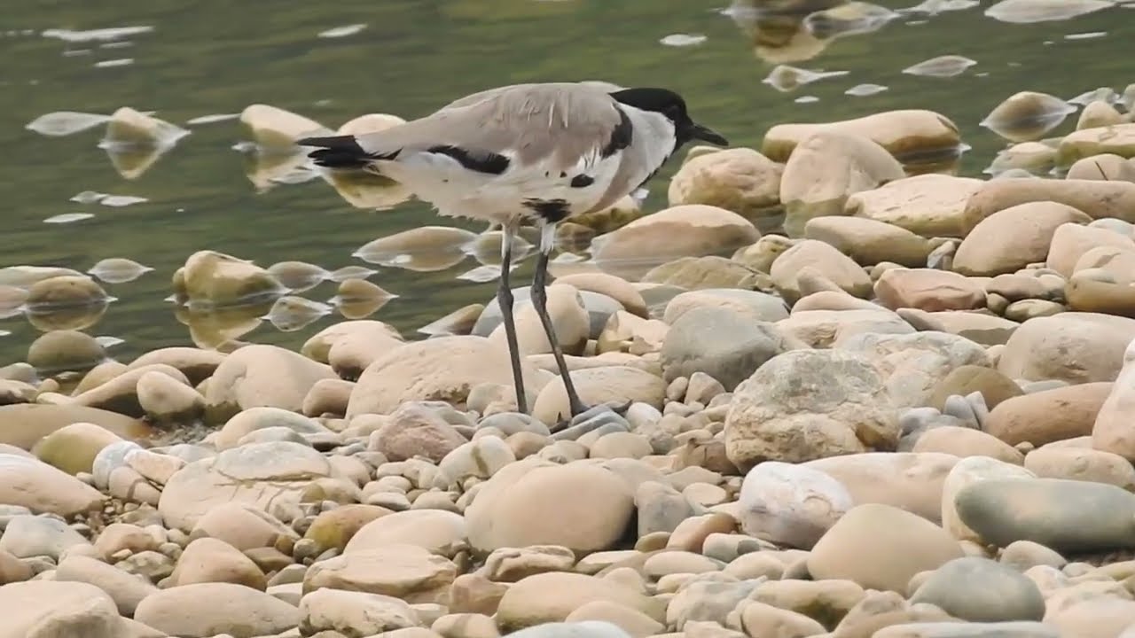 River Lapwing behaviour along stream bank