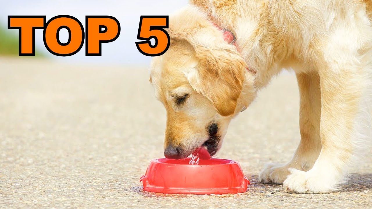 gamelle anti eclaboussures pour chien : TOP 5 des gamelles anti éclaboussures à acheter en 2023 !