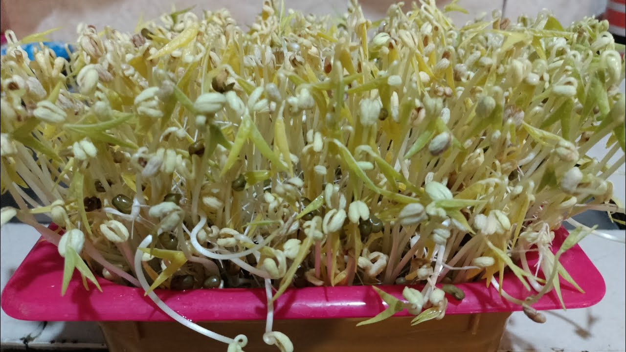 #mungbean#mungbeansprouts#mungbeanmenu#munbeanhomemade#Monggo#mungbeans