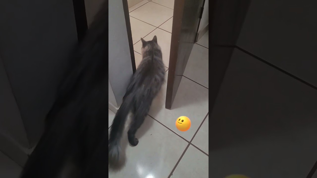 Miradas que derriten #shorts #gatos #cats #cats_and_fun44