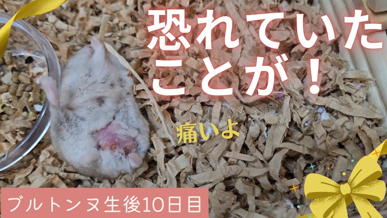 【ブルトンヌママ】ついになってしまった･･･！恐れていた○○○（生後10日目）～ジャンガリアンハムスター