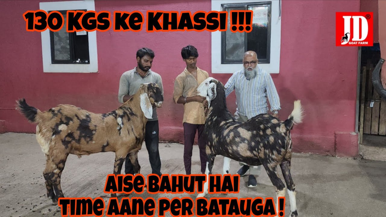 130kgs ke khassi | Aise Bahut hai ! Time aane per Batauga | JD Goat Farm 