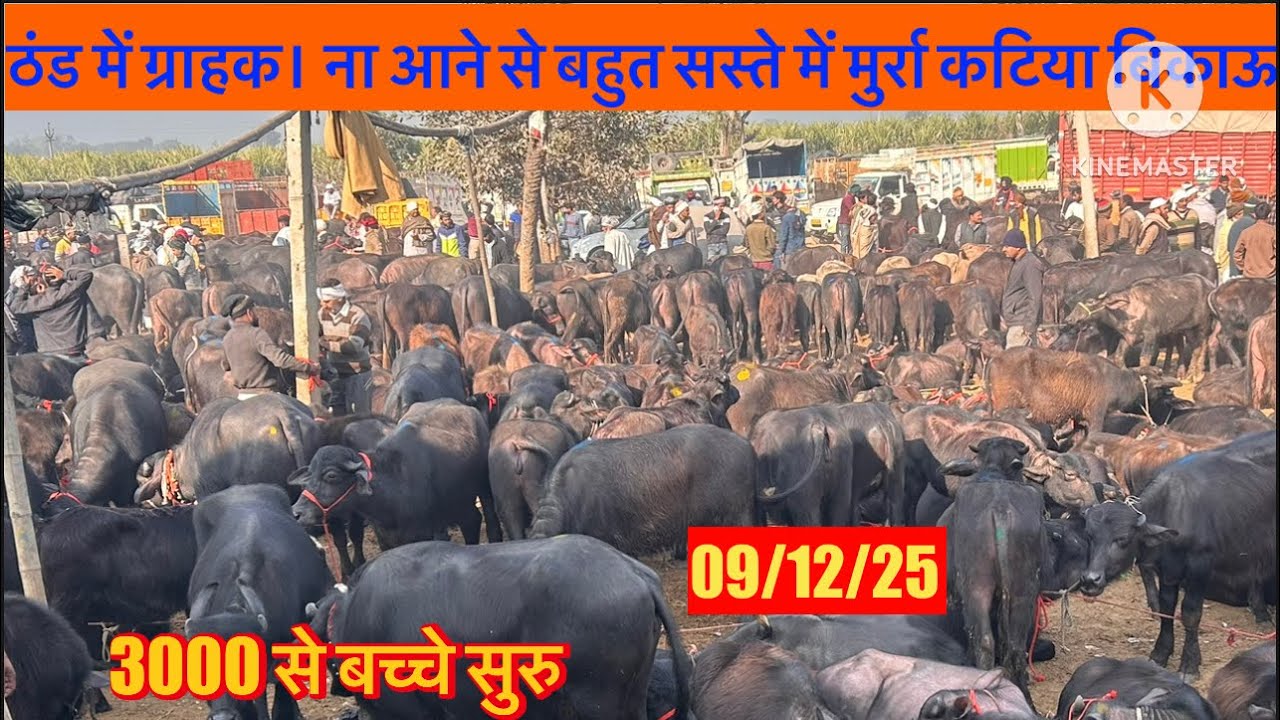 ठंड में ग्राहक ना आने से मुर्रा कटिया पाड़ी सस्ते में बिकाऊ |murrah calf sell |calf rally#baffalo