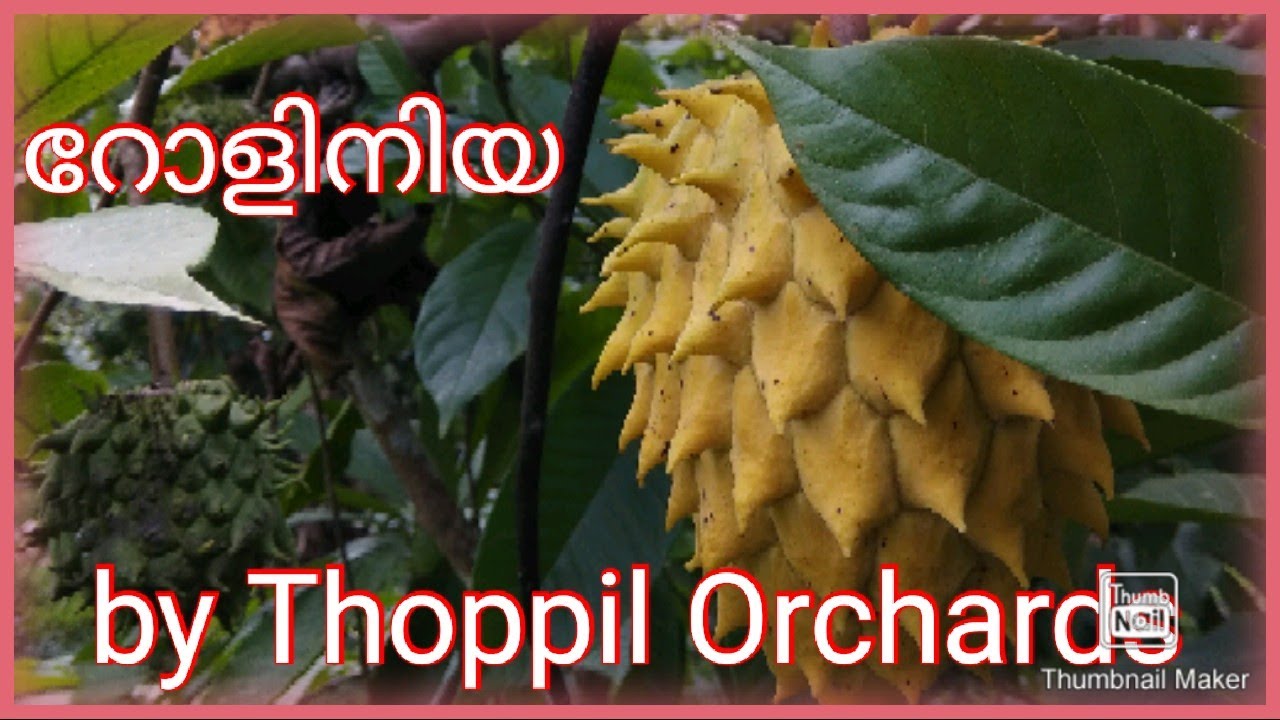 റോളിനിയ # Rolinia fruit, full information...