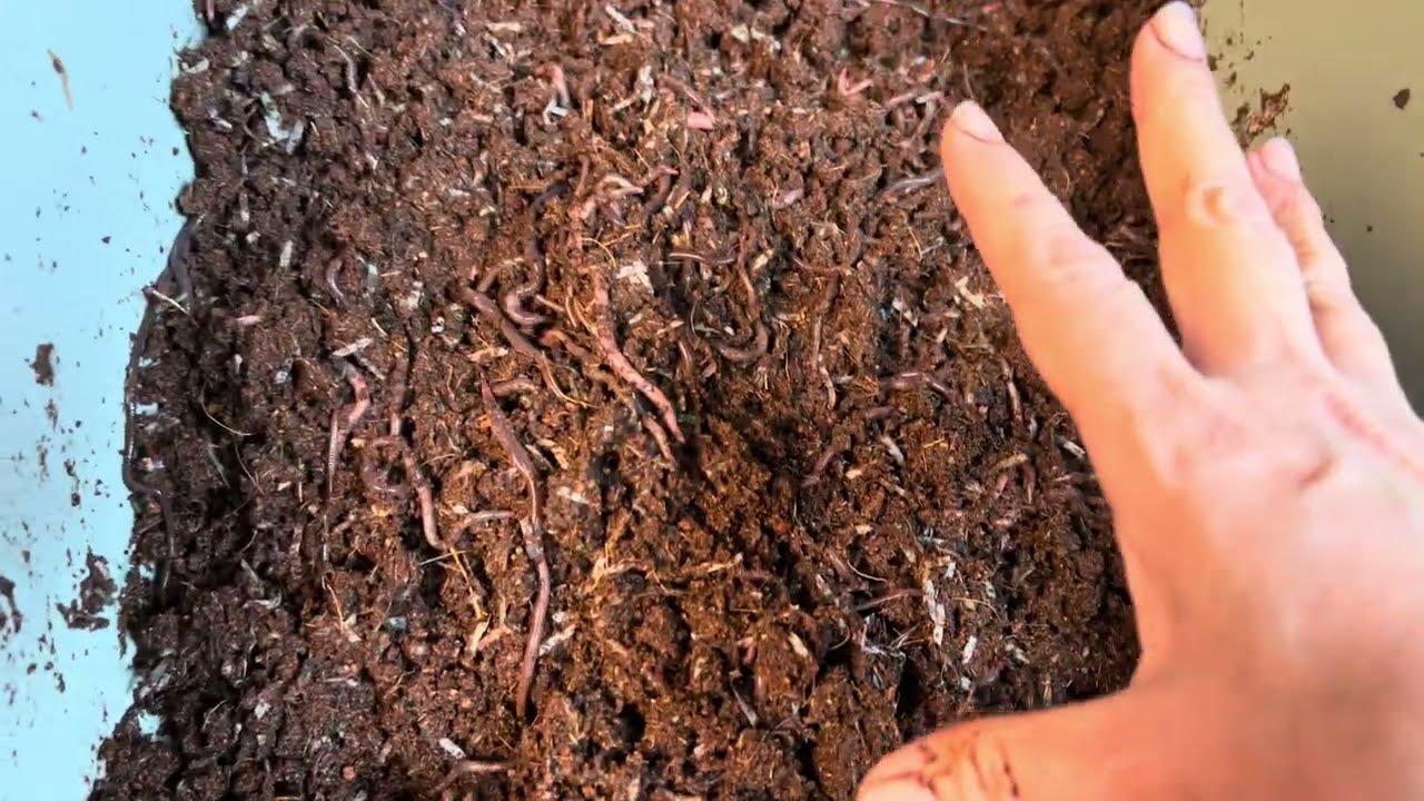 A Clever Trick! Convince Your Worms To DIVE