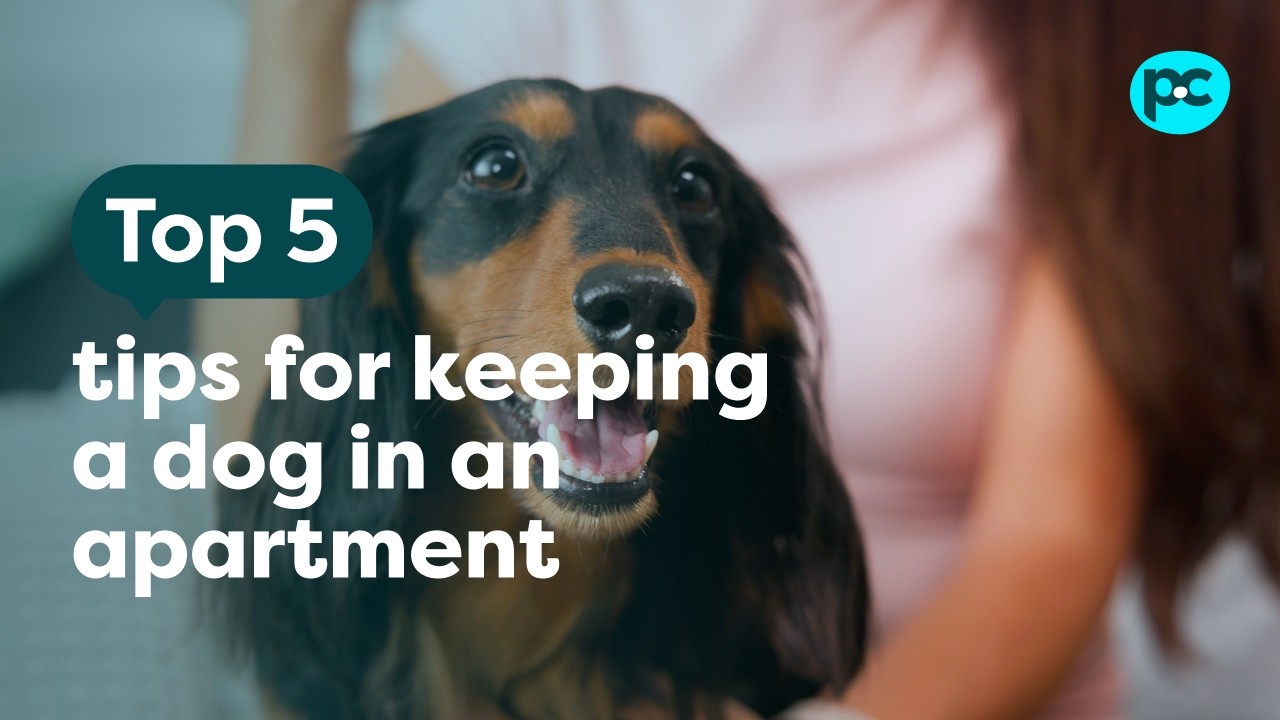5 tips for keeping a #dog in an apartment | PET CIRCLE