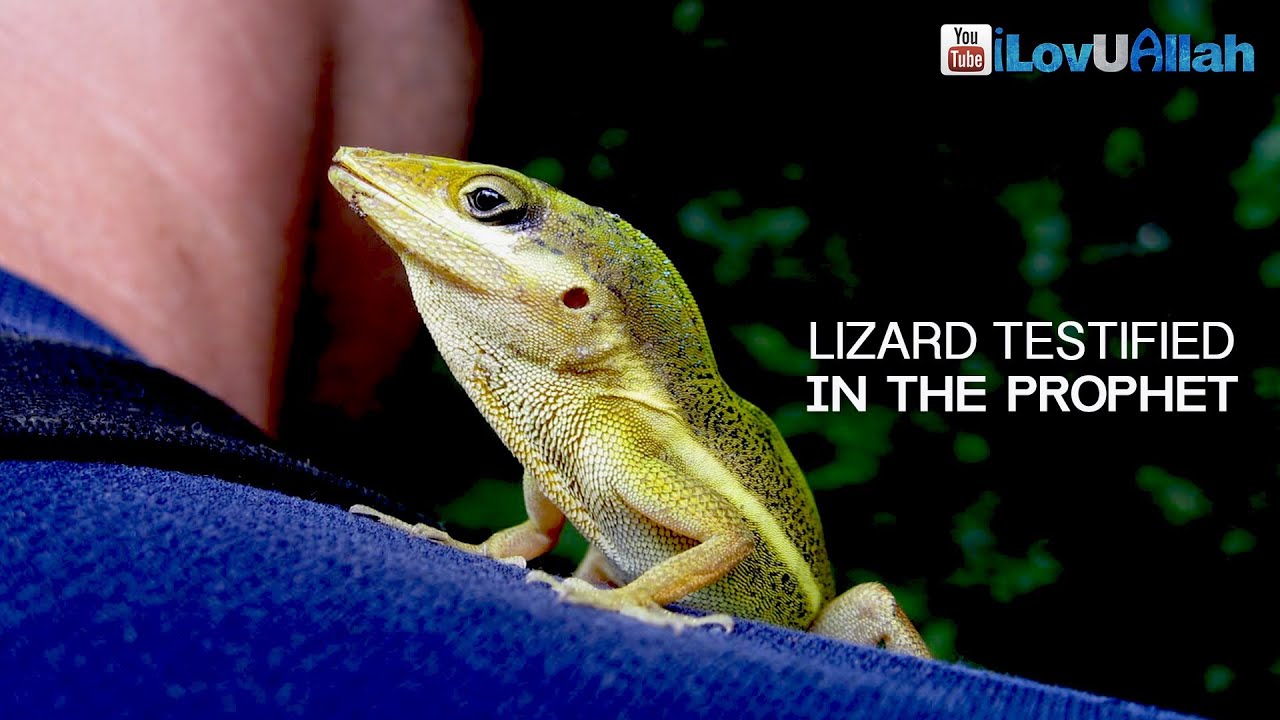 Lizard Testified In The Prophet ᴴᴰ | Muhammad Abdul Jabbar