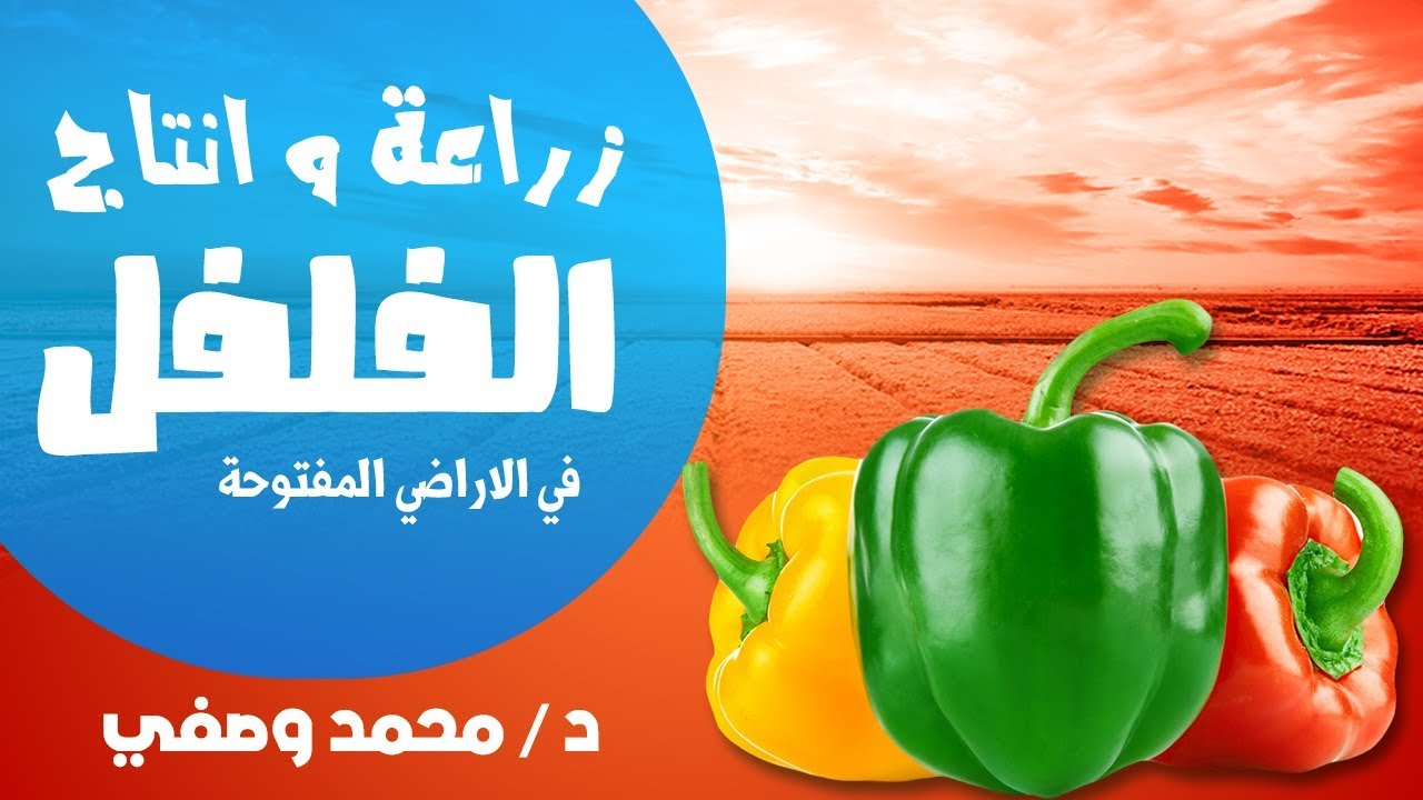 زراعة و انتاج الفلفل في الاراضي المكشوفة - Cultivation and production of pepper in open fields