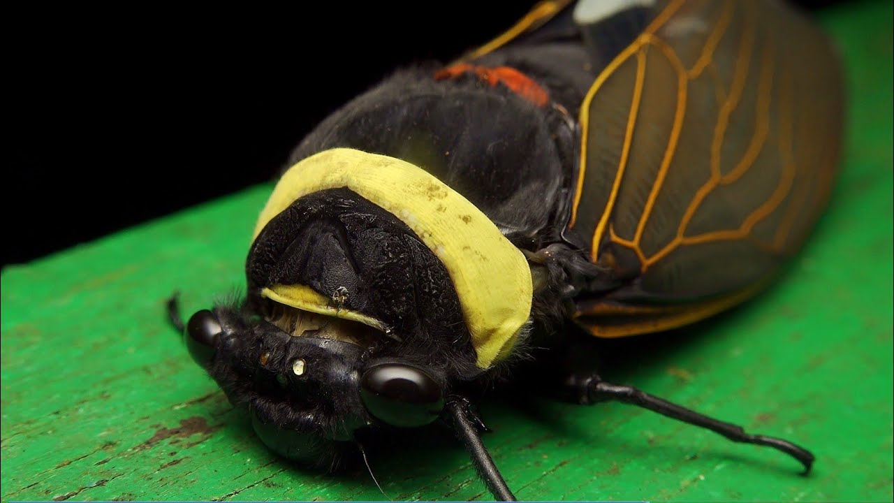 Worlds Largest Cicada: Emperor Cicada: Kinabalu National Park Sabah: Borneo Nature