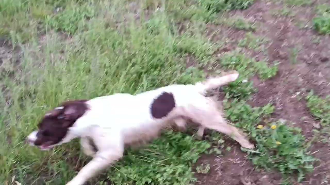 George springer spaniel inglese 12mesi