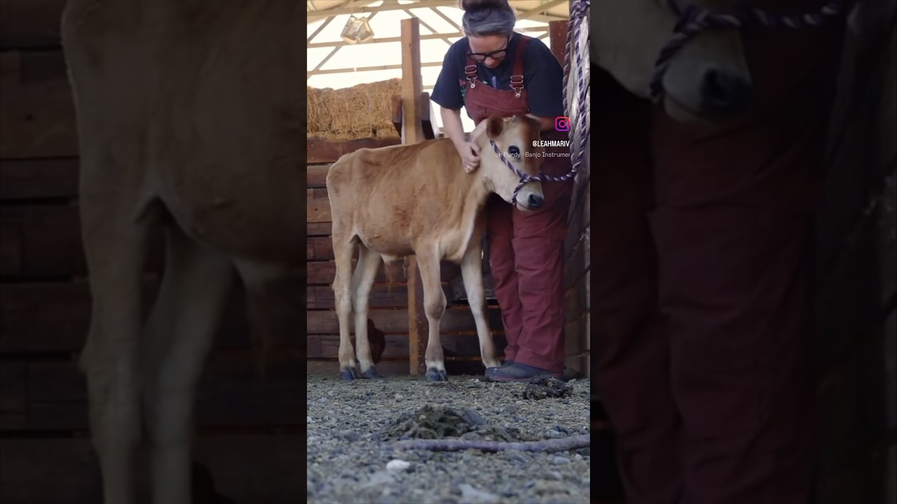 Come HAND MILK with me #homesteadish #dairycow #farmliving #handmilking #jerseycow #dairycow