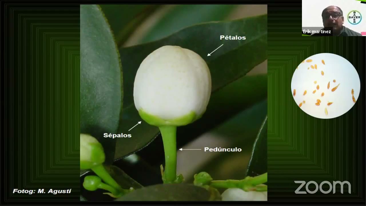 Control de Botrytis y Alternaria en cítricos | Agro Bayer Perú