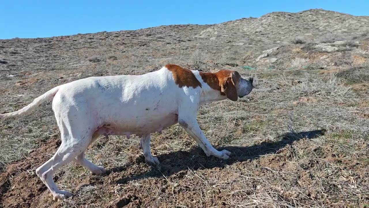 Avcı Pointer CB Bella 