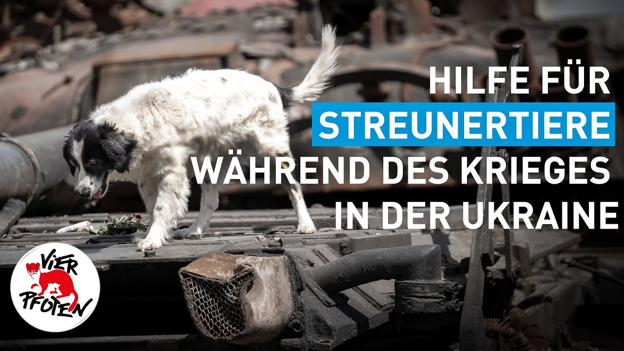 Hilfe für Streunertiere in der Region Kiew | VIER PFOTEN