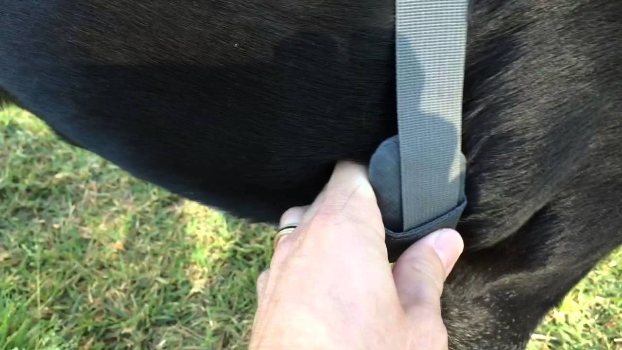 Ruffwear Front Range Dog Harness | No Rubbing or Chaffing