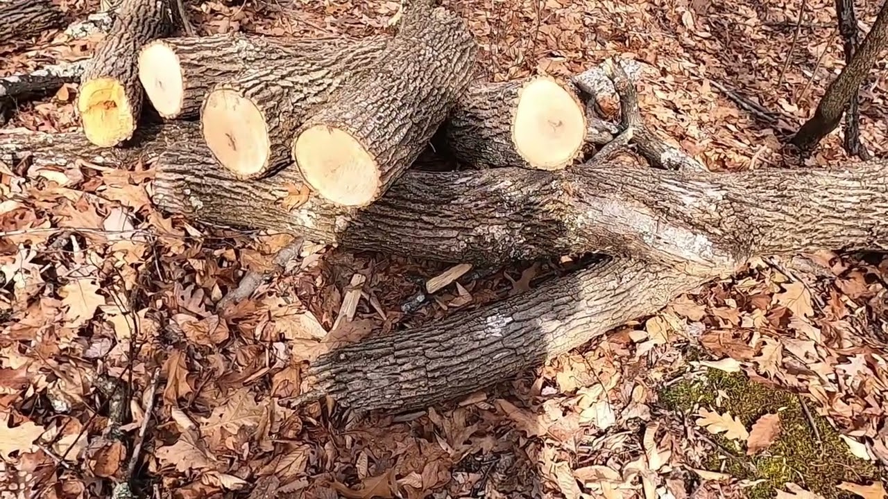 Hand splitting Ash 2-10-2025