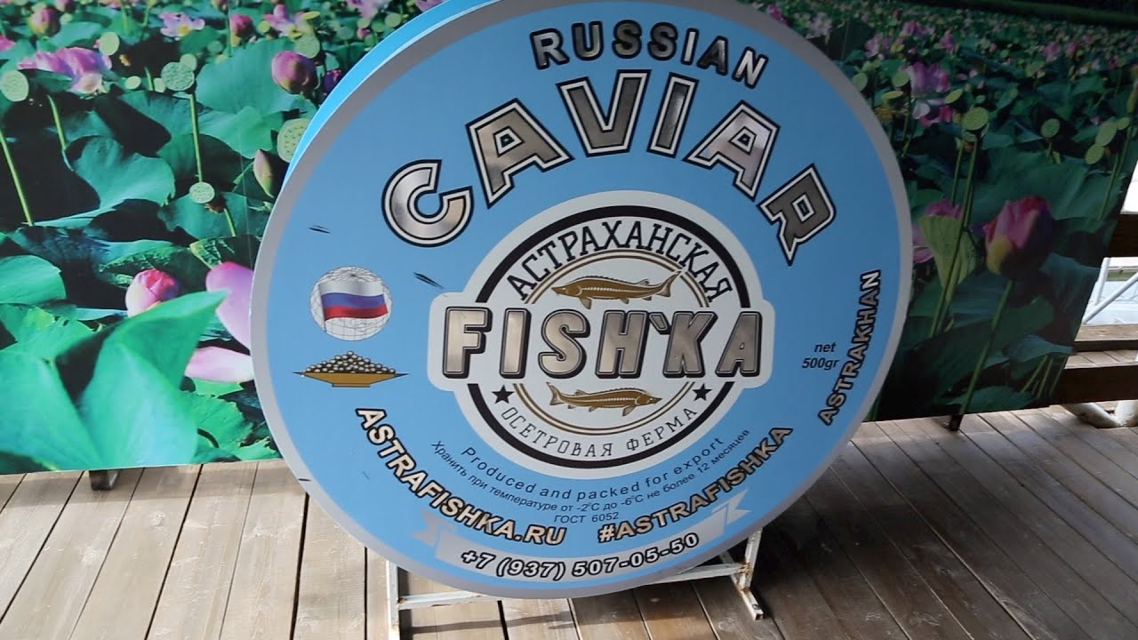 Россия: Осетровая ферма/Russia: Sturgeon Farm