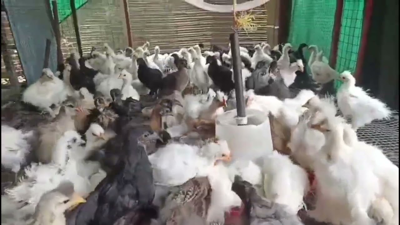Fancy silki chicks Available for sale 8103145060 MADHYA PRADESH chhindwara